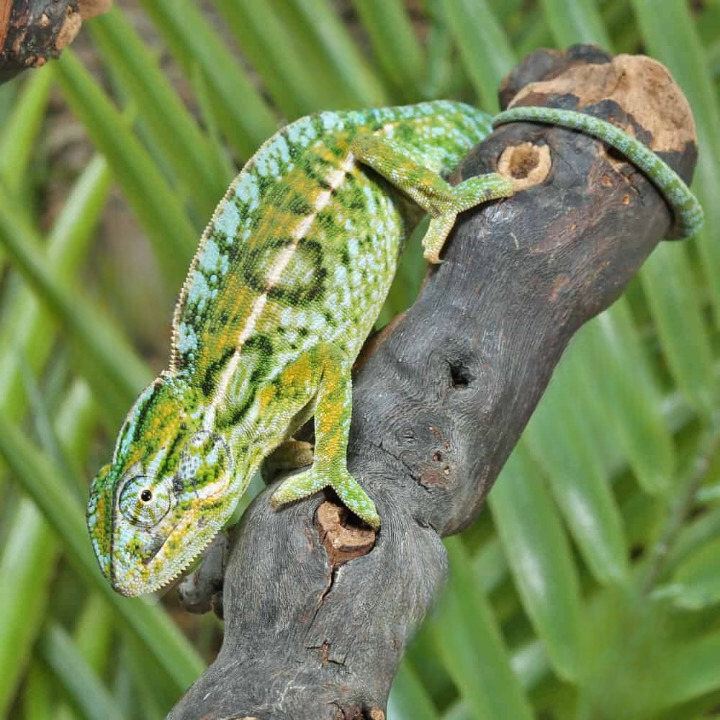 Carpet Chameleon Carpet Chameleon