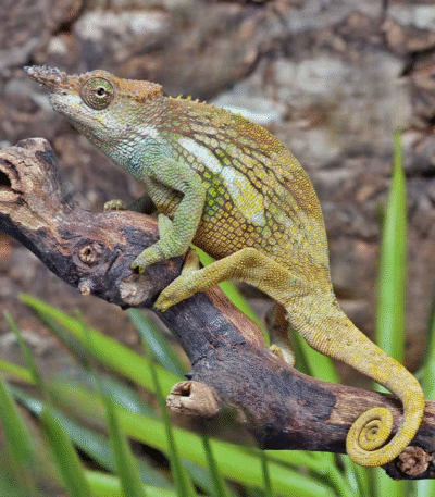 Dwarf Fischer’s Chameleon