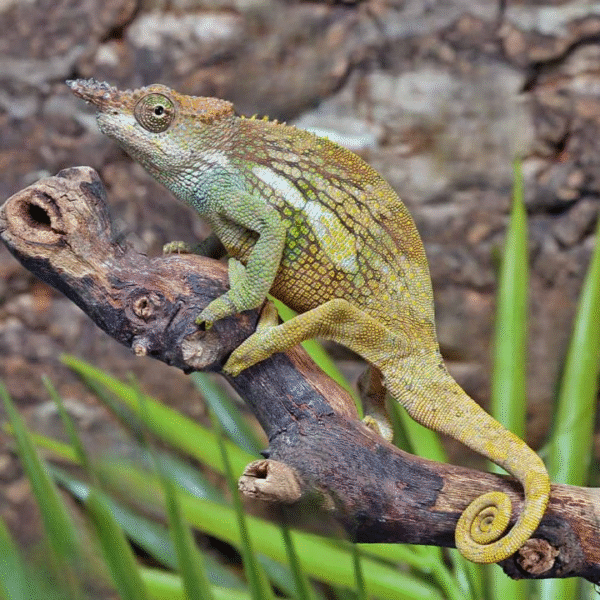 Dwarf Fischer’s Chameleon