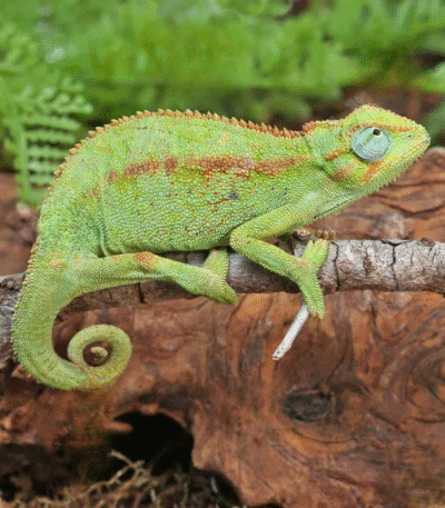 Elliot’s Chameleon
