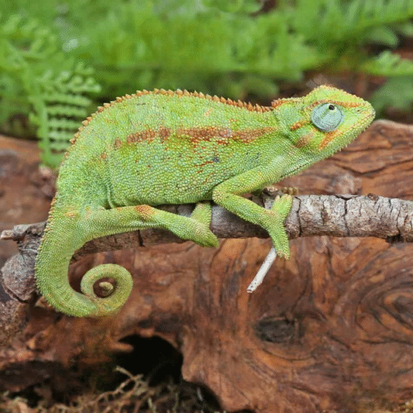 Elliot’s Chameleon