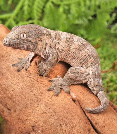 Baby GT x Yate x Mt. Khogis Leachianus Gecko