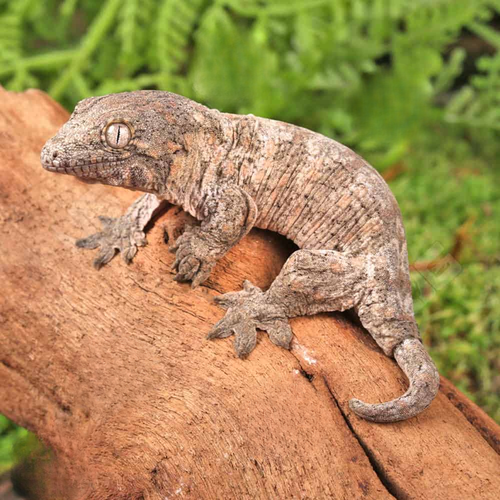 Baby GT x Yate x Mt. Khogis Leachianus Gecko