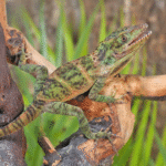 Baby Giant Western Anole