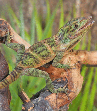 Baby Giant Western Anole