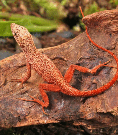 Gold Dust Cherry Anole