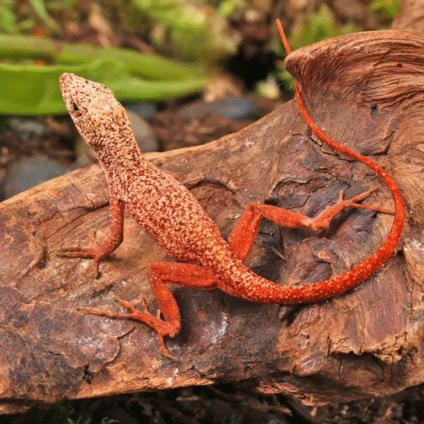 Gold Dust Cherry Anole