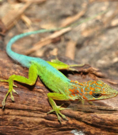 Guadeloupe Anole