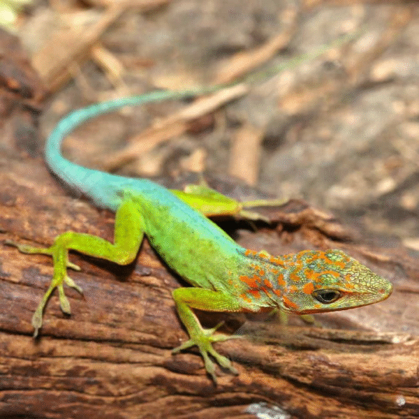 Guadeloupe Anole