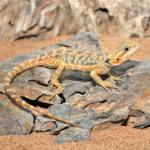 Inferno Translucent Bearded Dragon