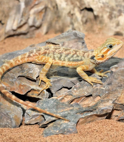 Inferno Translucent Bearded Dragon