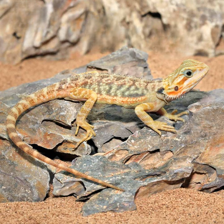 Inferno Translucent Bearded Dragon