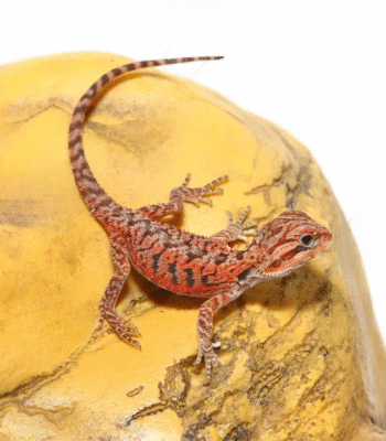 Baby Inferno Translucent Bearded Dragon