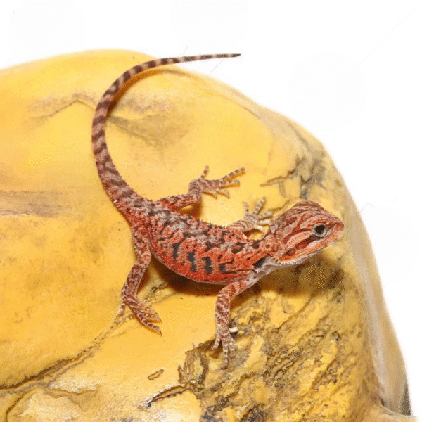 Baby Inferno Translucent Bearded Dragon