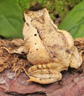 Javan Horned Frog (Megophrys montana)