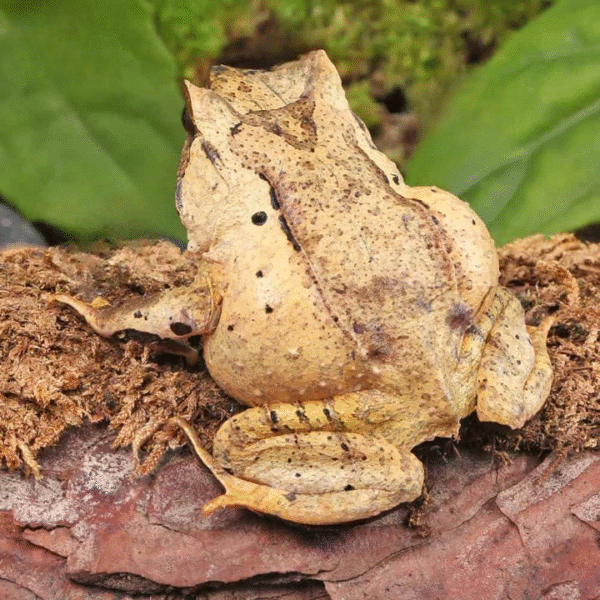 Javan Horned Frog (Megophrys montana)