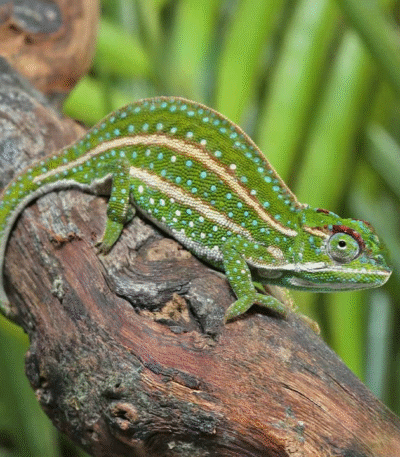 Jeweled Chameleon
