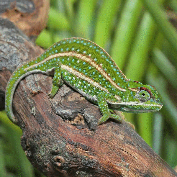 Jeweled Chameleon