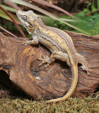 Baby High Contrast Striped Gargoyle Gecko