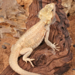Juvenile Pied Bearded Dragon