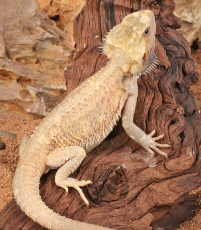 Juvenile Pied Bearded Dragon
