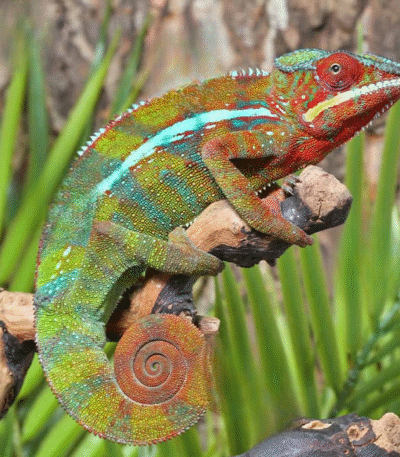 Ambilobe Panther Chameleon (Furcifer pardalis)