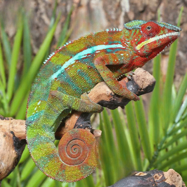 Ambilobe Panther Chameleon (Furcifer pardalis)