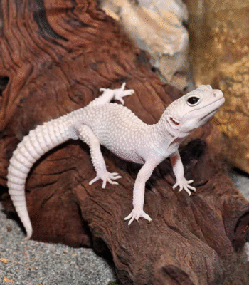 Adult Male Diablo Blanco Leopard Gecko