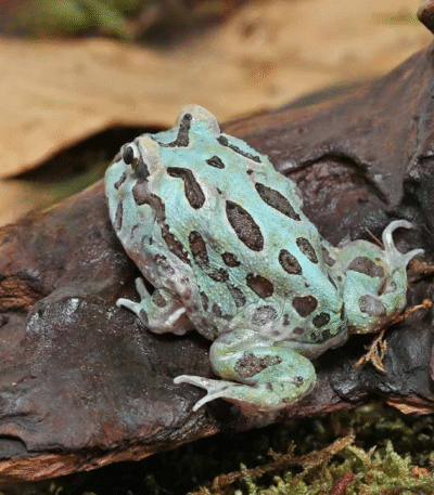 Mutant Caribbean PacMan Frog