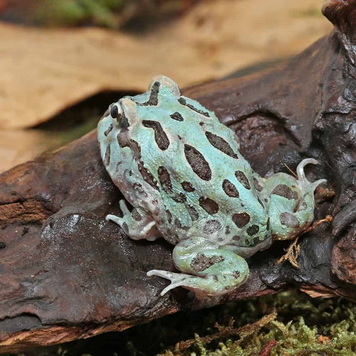 Mutant Caribbean PacMan Frog