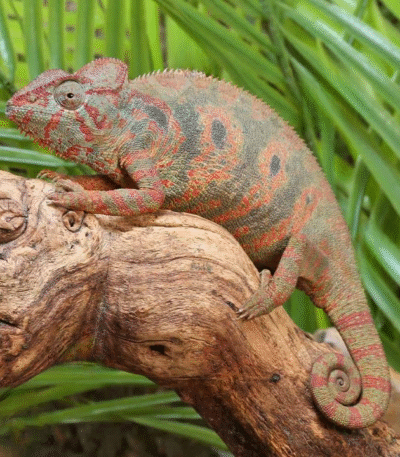 Oustalet’s Chameleon