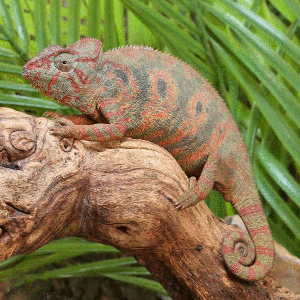 Oustalet’s Chameleon