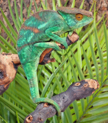 Parson’s Chameleon