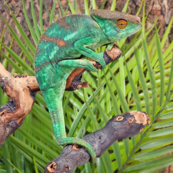 Parson’s Chameleon