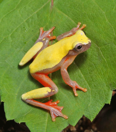 Patternless Triangle Tree Frog