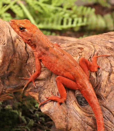 Red Chili Pepper Anole