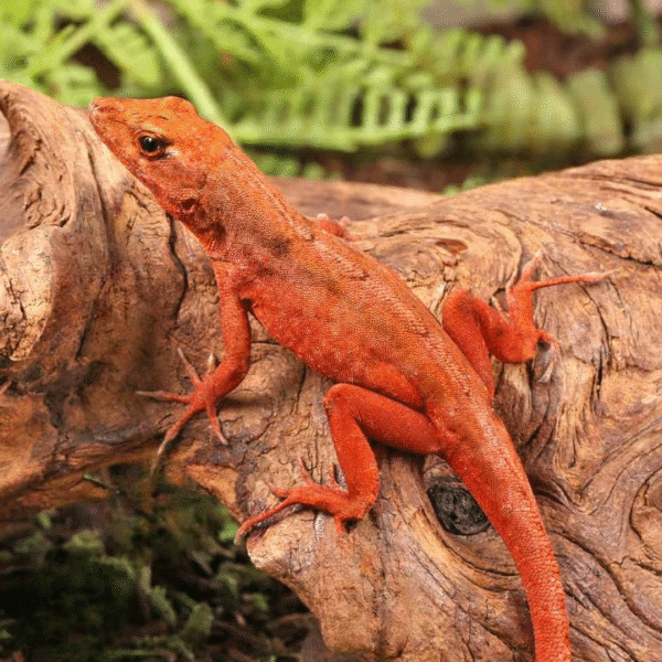 Red Chili Pepper Anole