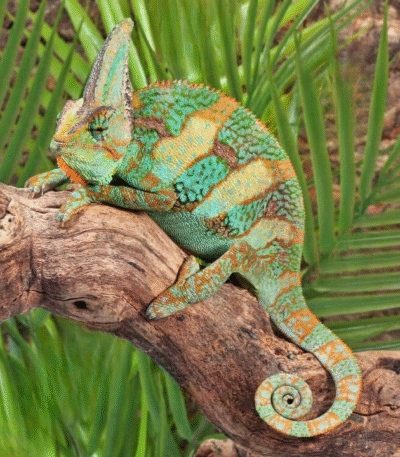 Veiled Chameleon