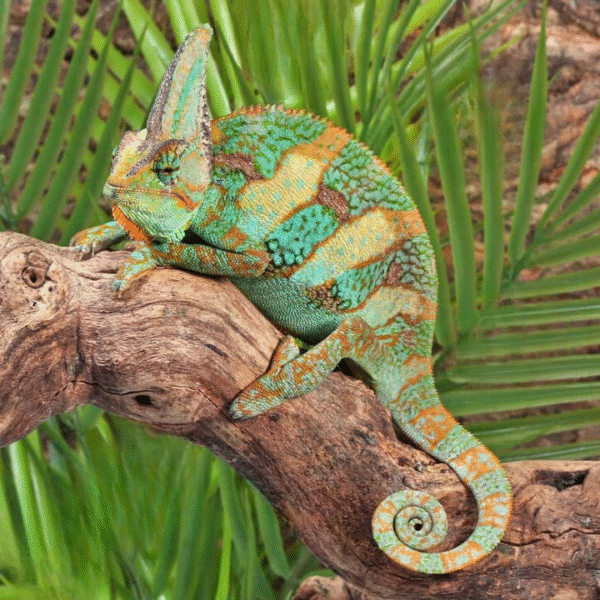 Veiled Chameleon