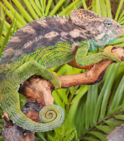 Verrucosus Chameleon