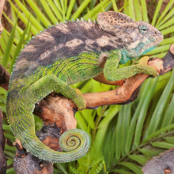 Verrucosus Chameleon