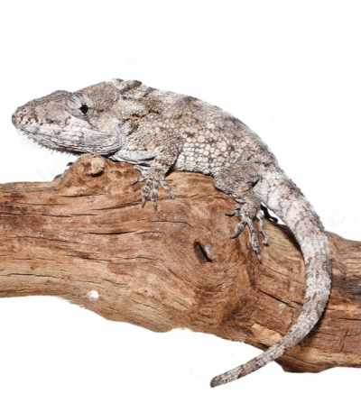 Adult Cuban False Chameleon