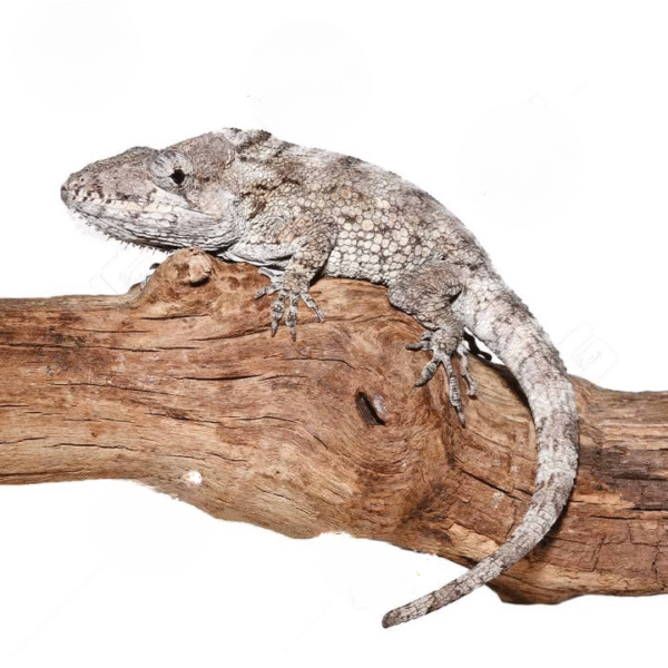 Adult Cuban False Chameleon