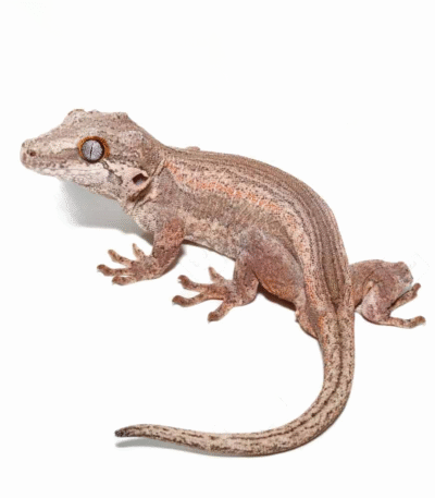 Adult Male Colored Striped Gargoyle