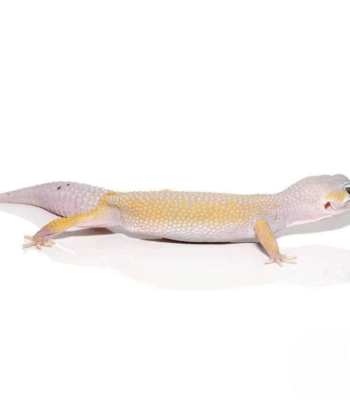 Adult Leucistic Leopard Gecko