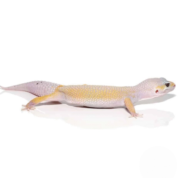 Adult Leucistic Leopard Gecko