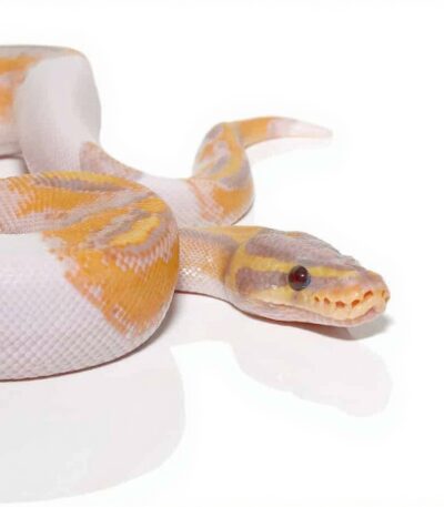 Baby Banana Pied Ball Python
