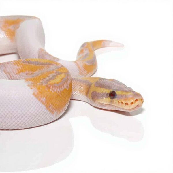 Baby Banana Pied Ball Python