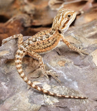 Baby Citrus Dunner Bearded Dragon