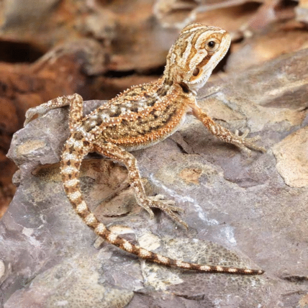 Baby Citrus Dunner Bearded Dragon